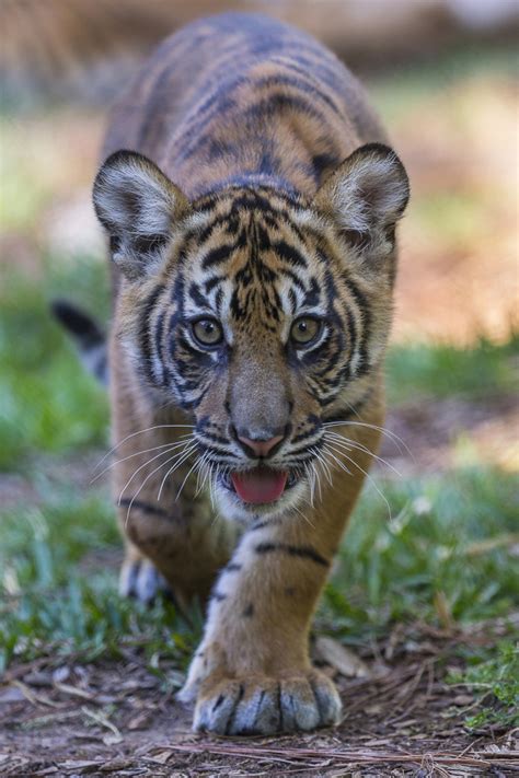 Safari Park Tiger Cub Update Joannes Feisty