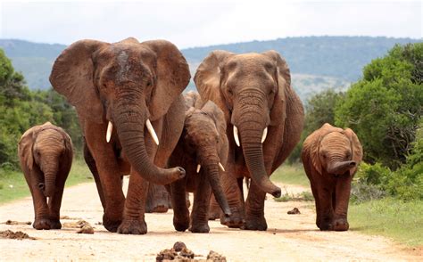 Hintergrundbilder Tiere Tierwelt Säugetiere Safari Abenteuer