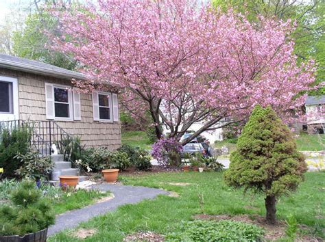Pruning a cherry tree is necessary to create the right conditions for the tree to bear beautiful fruit year after year. PlantFiles Pictures: Prunus, Japanese Flowering Cherry ...