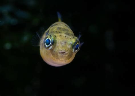 Pea Puffer Fish Facts Carinotetraodon Travancoricus A Z Animals