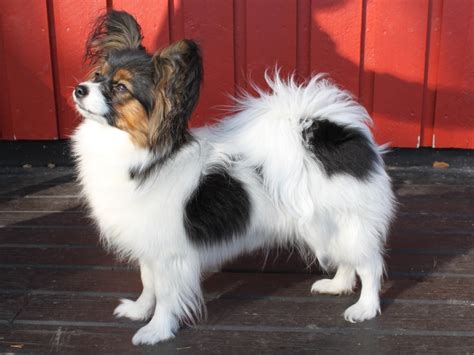 Papillon follows the epic story of henri papillon charrière (charlie hunnam), a safecracker from the. Papillon Dog Breed "Cutest & Smartest Gift for Everyone ...