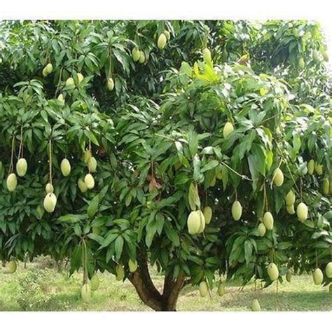 Honey Kiss Mango Tree One Tree Etsy