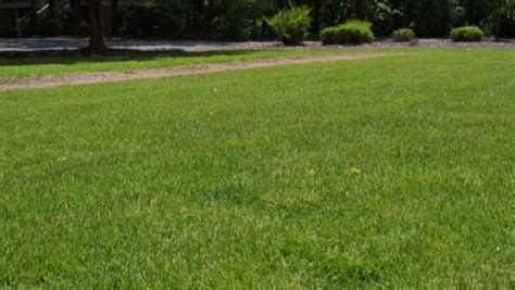 Summer Grass Plugs Update Sod University Sod Solutions