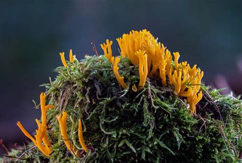 A Beginner's Guide to Mycology • Earth.com