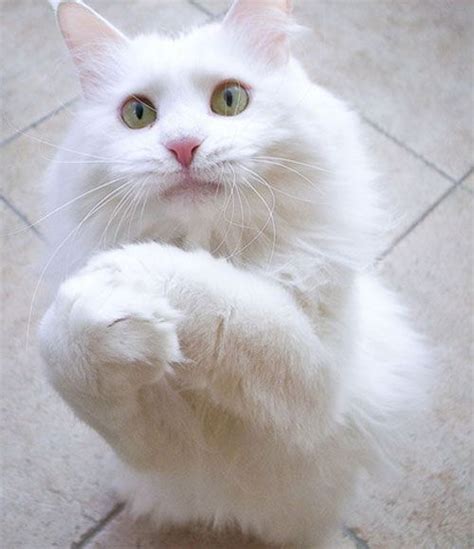 89 Best White Kittiesare Such Divas Images On Pinterest