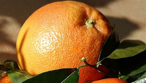 13 Beneficios Y Propiedades De La Naranja Plantasyflorespro