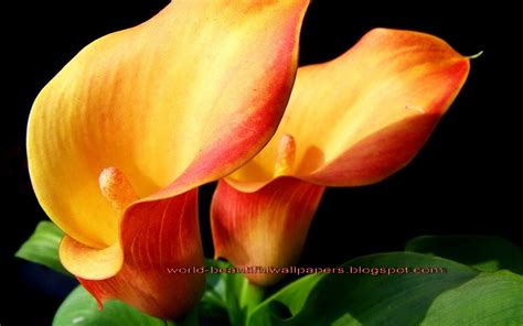 Painted Pictures Of Purple Cala Lilies Beautiful Wallpapers Calla