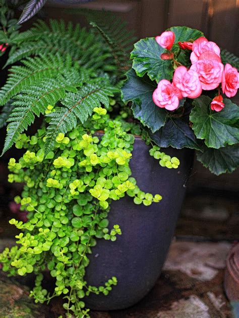Potted Plants For Shade Front Porch Throughout Proportions
