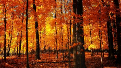 24 Autumn Wallpapers Backgrounds Images Pictures Design Trends
