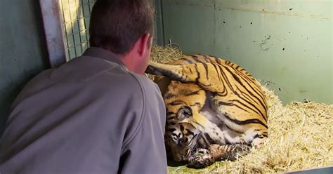 Pregnant Tiger Mom Stuns Keepers When Second Cub Starts Coming Just