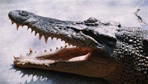 Difference In Crocodile Vs Alligator Snouts Animals