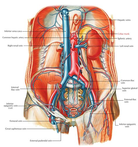 Celiac Trunk Coeliac Artery Trunk Celiac Artery Earth S Lab In Basic Anatomy And