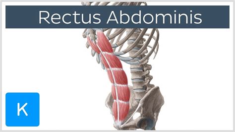Rectus Abdominis Muscle Origin Insertion Innervation Function And Def Rectus Abdominis