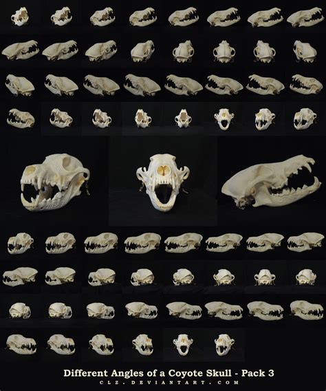 Different Types Of Rodent Skulls