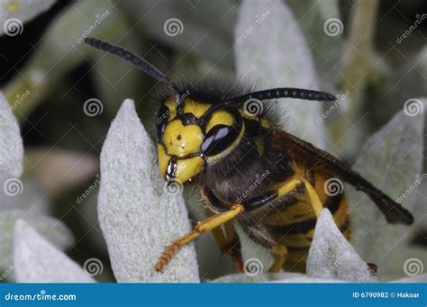 Wasp Macro Sitting On Honeycombs Stock Photography