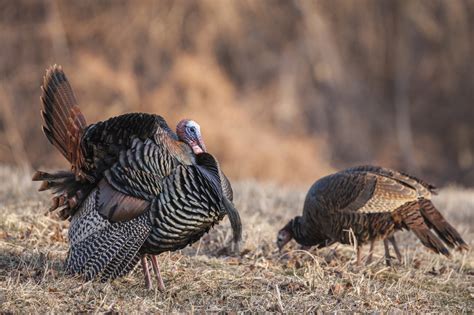 ldwf announces expanded wild turkey population survey with online component for the public