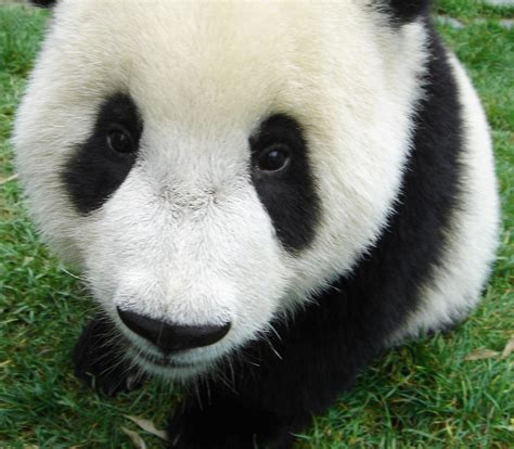 Baby Panda Bear View Large Up Close And Personal