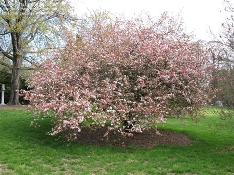 Full Size Picture Of Japanese Flowering Crabapple Malus Floribunda