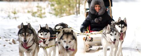 Best Husky Dog Sledding Experience In Riga Red Fox Tours