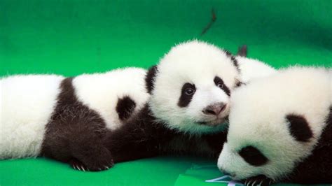 Cute Alert 11 Giant Panda Cubs Make The Public Debut Today Youtube