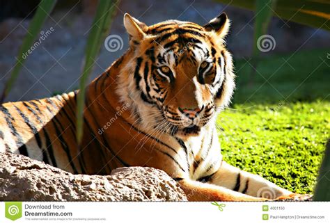 Tiger Head Stock Photo Image Of Killer Wild Wildlife 4001150