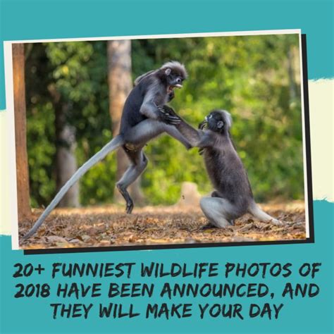 20 Funniest Wildlife Photos Of 2018 Have Been Announced And They Will