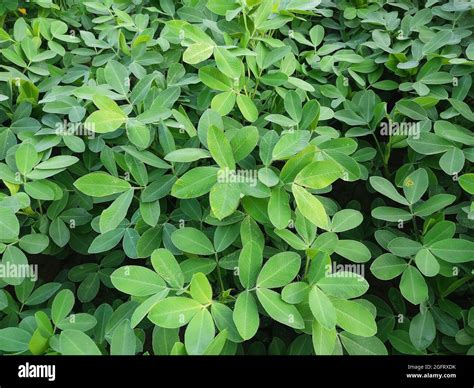 Groundnut Leaf High Resolution Stock Photography And Images Alamy