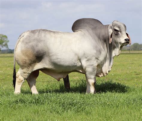 Brahman Cattle Features Br Cutrer Inc
