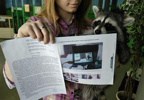 Russian Zoos Raccoon In Erotic Video Dispute Bbc News