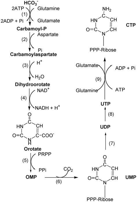 Purine And Pyrimidine Nucleotide Synthesis And Metabolism