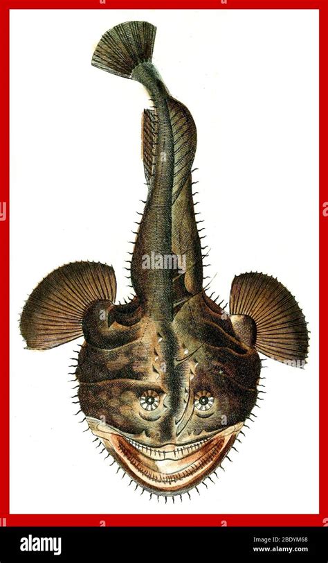 Sea Devil Deep Sea Anglerfish Stock Photo Alamy