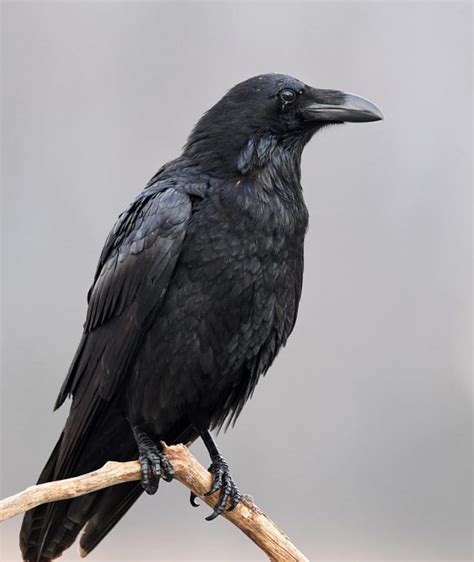 The Raven Meet One Of Canadas Most Intelligent Birds Your