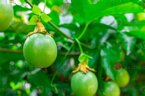 A Green Gulupa On Tree Gulupa Organic Fruit In The Traditional Farm