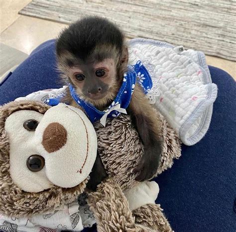 Affectionate Cute Baby Capuchin Monkeys Ready Creature Classifieds