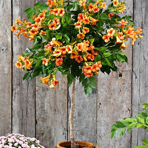 When flowering the whole plants looks so beautiful. Trumpet flower Campsis 'Indian Summer' on stem orange in ...