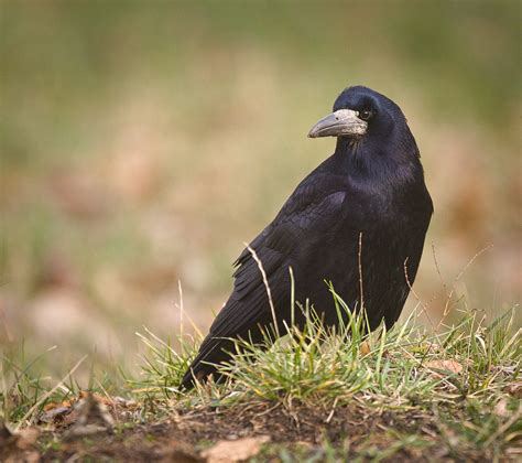 Rook Rook Corvus Frugilegus Standing On A Grassy Ground Flickr