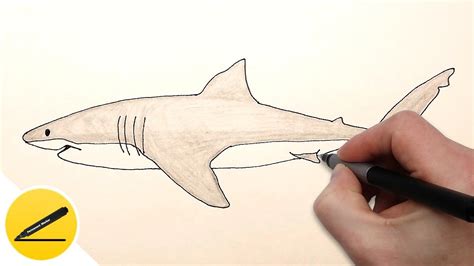 How To Draw A Shark Step By Step Easy For Beginners Youtube