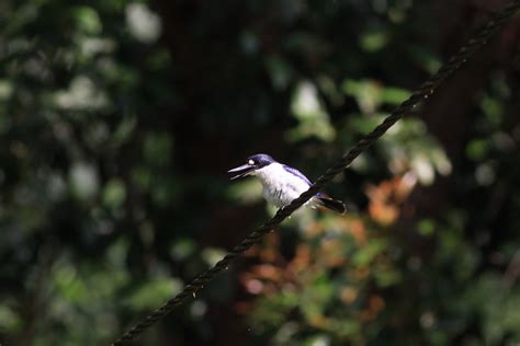 Forest Kingfisher モリショウビン レッドドラゴンの鳥見旅行記
