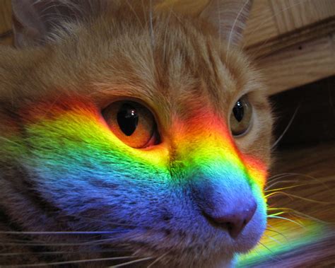 Rainbow Cat This Photo Is Not Photoshopped The Rainbow Flickr