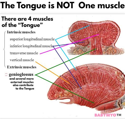 The Power Of The Tonguefrom A Physical Perspective Townsville