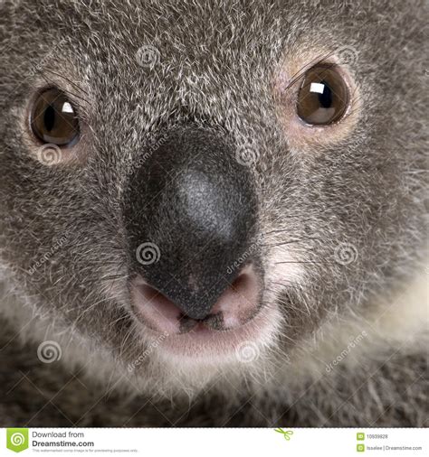 Close Up Portrait Of Male Koala Bear Royalty Free Stock Photos Image 10939828