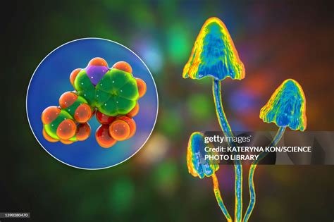 Magic Mushrooms And Psilocybin Molecule Illustration High Res Vector