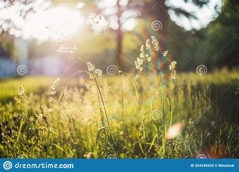 Meadow With Green Grass And Trees On A Sunny Day Stock Photo Image Of