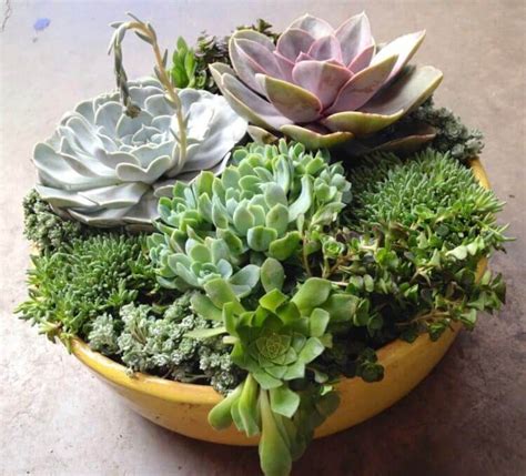 Diy Succulent Planter Ideas Everyone Can Try Morflora Indoor
