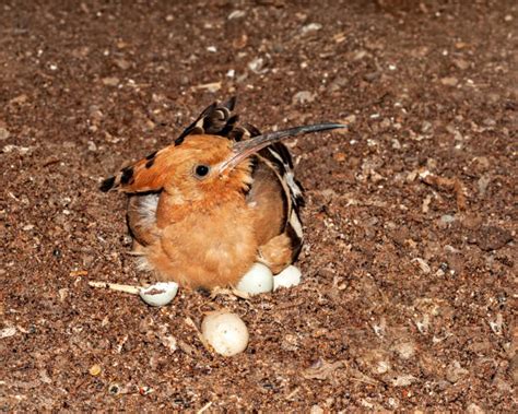 Eurasian Hoopoe Photos Stock Photos Pictures And Royalty Free Images