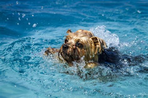 Dogs Playing In Swimming Pool Stock Image Image Of Pool Playing