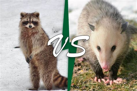 Raccoon Vs Opossum 9 Differences Wildlife Informer