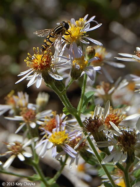 These flowers were smoked in ancient times, as it was thought by many people that the smokey perfume would ward off wicked serpents. Eurybia macrophylla (Large-leaved Aster): Minnesota ...
