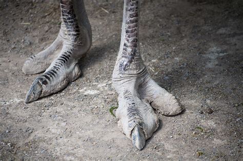 Ostrich Feet Explore Shardsofblues Photos On Flickr Shar Flickr