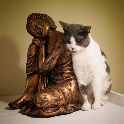 Lily And The Buddha Cats And Kittens Beautiful Cats Cute Cats